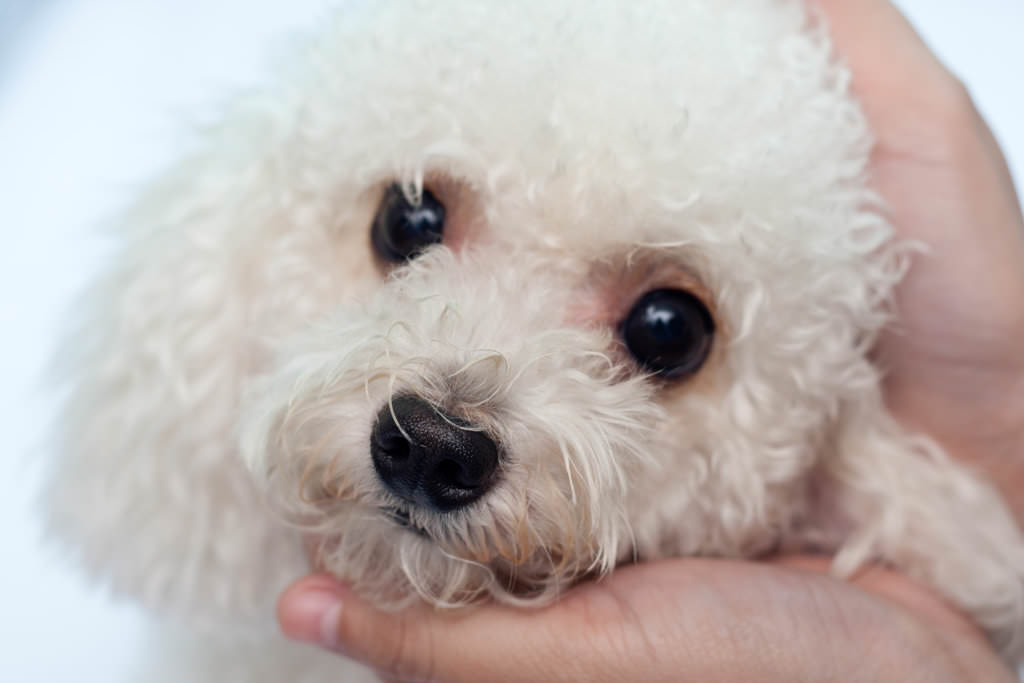 Soluzioni per le macchie da lacrimazione nei cani